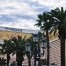 Thumbnail image for Palm Trees | Picture Las Vegas