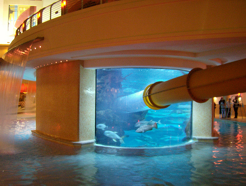 Post image for Aquarium | Picture Las Vegas